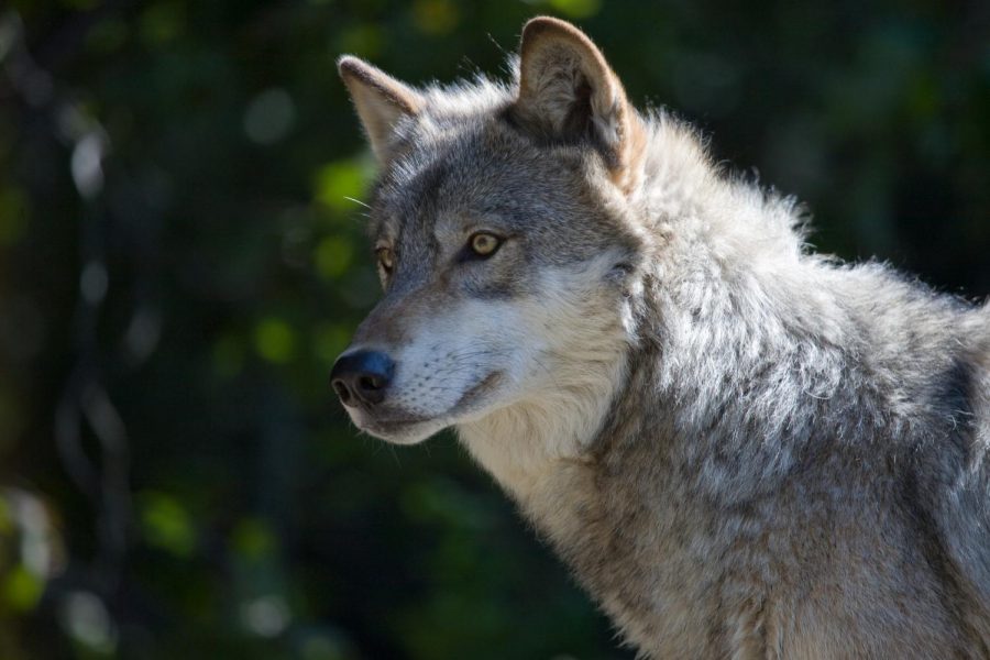 Are Wolves Coming Back to Colorado?
