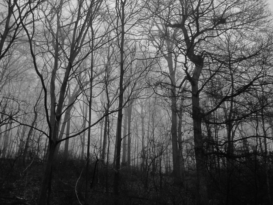 Public Domain Pictures - Scary Woods