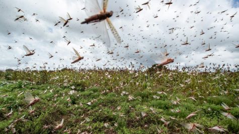 Locusts Swarm Africa and Pose Threat to Food Security